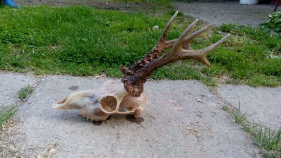 Skončil pod vlakom.