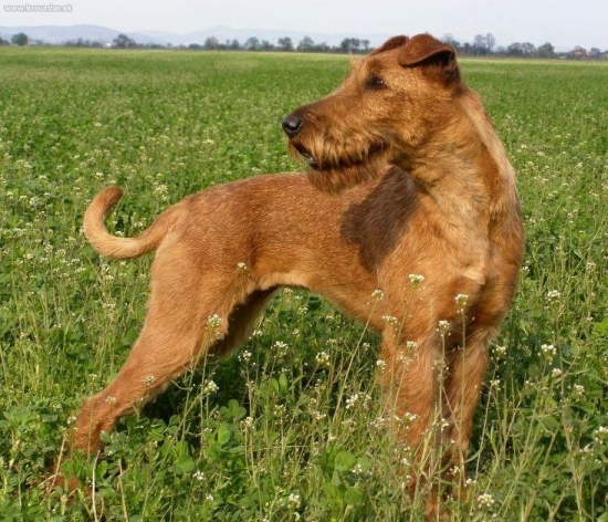 Elementary win Ponny Express - Sonny