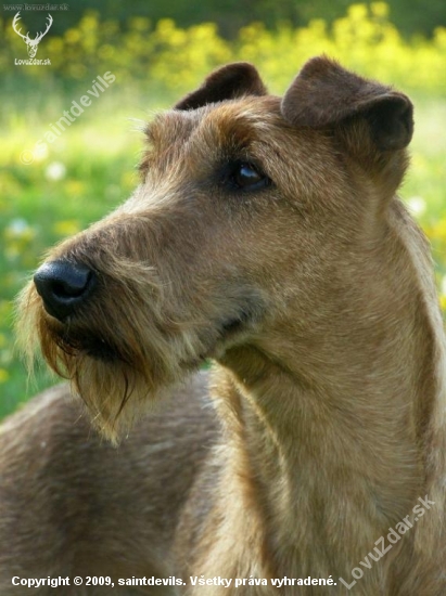 portret irskeho teriera