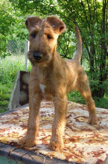 jerry ma skoro 4 mesiace :))