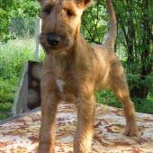 jerry ma skoro 4 mesiace :))