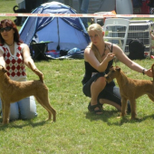 ŠVT Košice - Sonny Vitaz spec.vystavy
