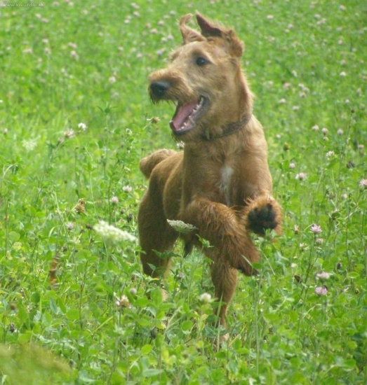 Jerry ma uz 5 mesiacov :))