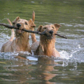 dvom to ide vzdy lepsie ako jednemu :))