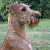 hrdý írsky teriér:)