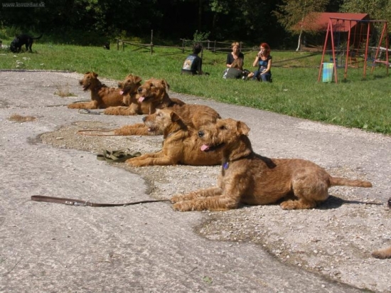 Vycvikove dni terierov