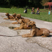 Vycvikove dni terierov