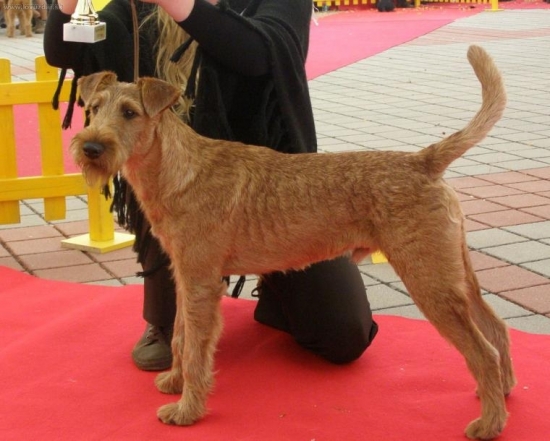 Jerry - Puppy Interra Winner