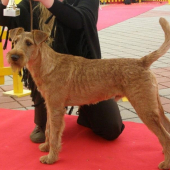 Jerry - Puppy Interra Winner