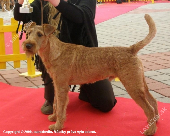 Jerry - Puppy Interra Winner