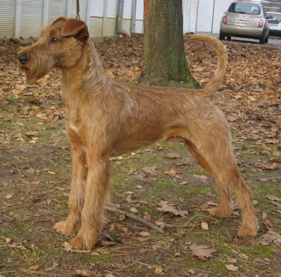 Jerry - MVP Nitra - CAJC