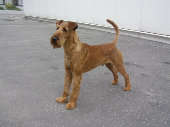 MVP BA : Jerry - V1,CAJC - Junior Sampion