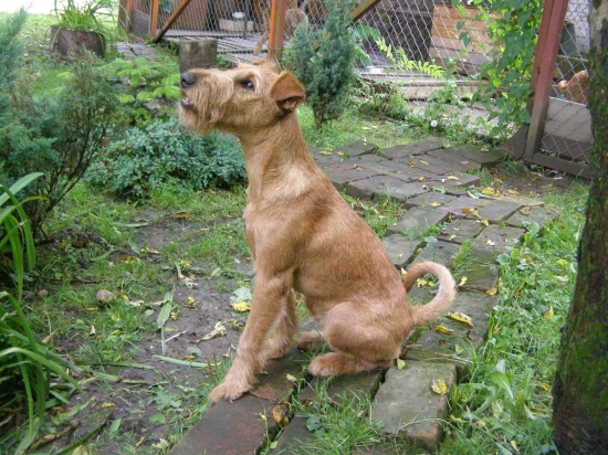 Artush Saint devils 6 mesiacov