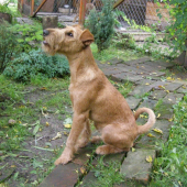 Artush Saint devils 6 mesiacov