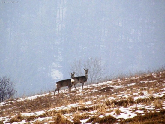 srnčia