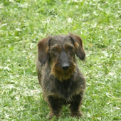 Cero z Čerešňovej