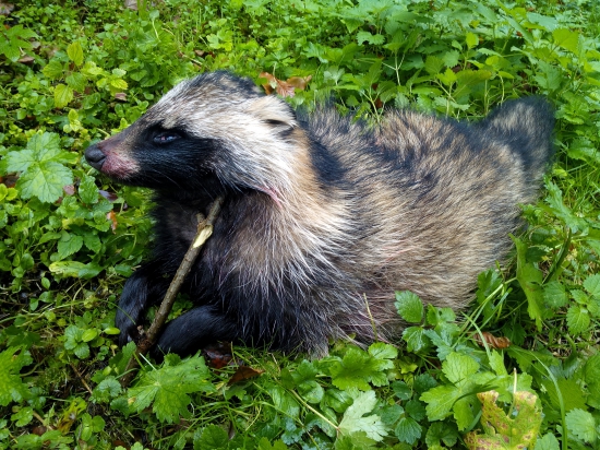 Psík medvedíkovitý
