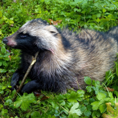 Psík medvedíkovitý