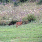 srmček (sorry za kvalitu)