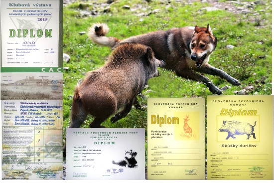 Avar Vlčí chodník