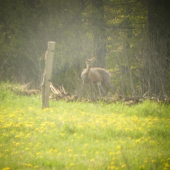 nie je nejaký vychudnutý ???