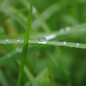 pri rannej prechádzke