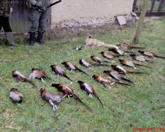 spoločná na bažanty