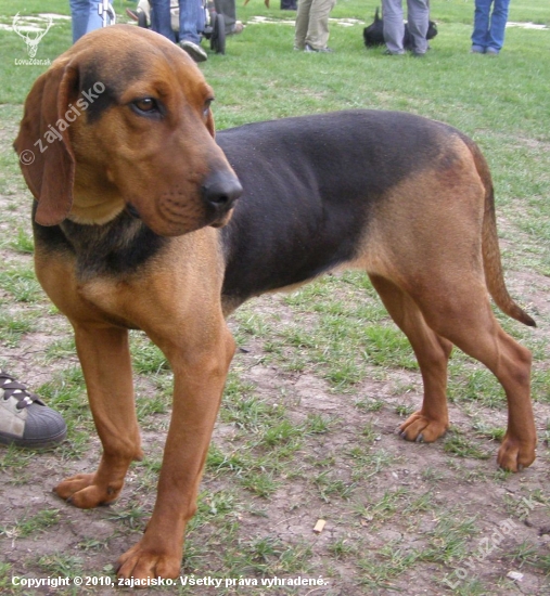 Srbský durič