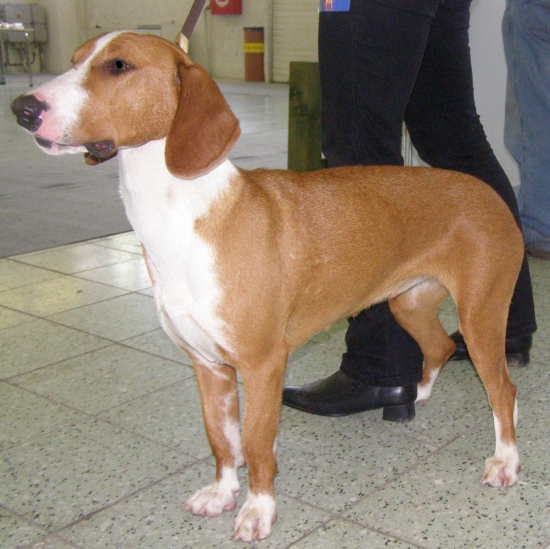 U nás veľká rarita - posávsky durič