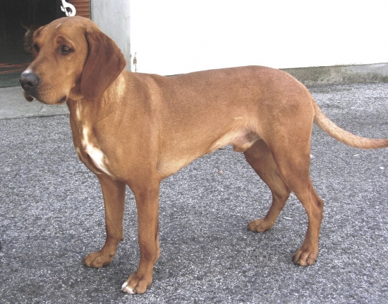 Poľský durič-gonczy