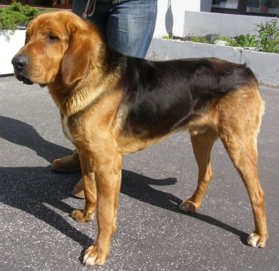 Poľský durič-ogar