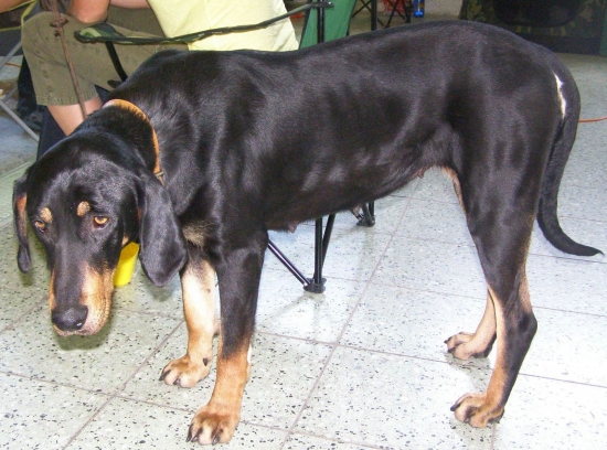 Sedmohradský durič