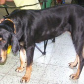 Sedmohradský durič