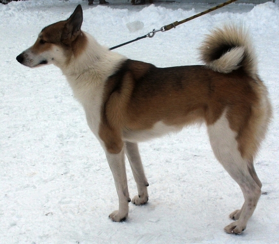 Západosibírska lajka