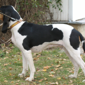 Bernský durič