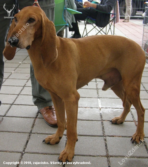 Taliansky durič