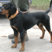 Slovenský kopov