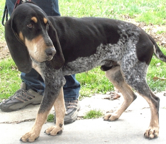 Malý modrý gaskonský durič