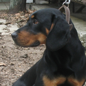 Portrét kopova