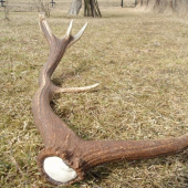 Výsledok dnešnej otcovej prechádzky