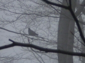 holub v mlze:)