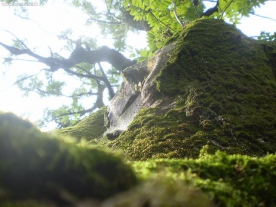 fraxinus excelsior