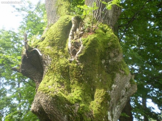 fraxinus excelsior(jiný pohled)
