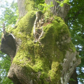 fraxinus excelsior(jiný pohled)