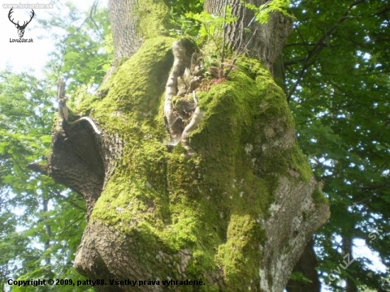 fraxinus excelsior(jiný pohled)