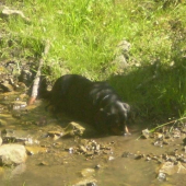 v horku je nejlepší rochnit se ve vodě:)