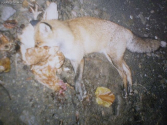 Zrovna rabovala sousedův kurník..