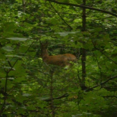 můj první fotoúlovek, ale nechtěl se na mě podívat...