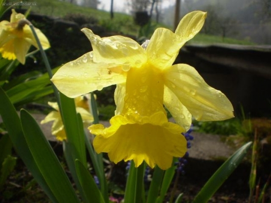 vzpomínky na jaro..