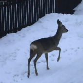 šla náhodou kolem:)